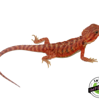 "Phoenix" Hypo Translucent Bearded Dragon Female (#111224-04)