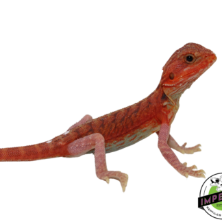"Pimiento" Extreme Red Hypo Translucent Leatherback Bearded Dragon Female (#111424-08)