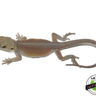 "Pinky" Hypo Witblit Bearded Dragon Female (#111424-03)