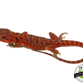 "Poblano" Extreme Red Hypo Translucent Leatherback Bearded Dragon Male (#111424-07)