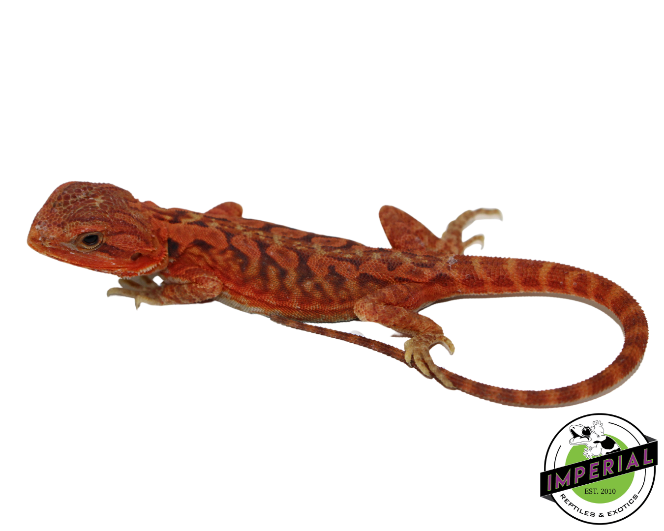 "Poblano" Extreme Red Hypo Translucent Leatherback Bearded Dragon Male (#111424-07)