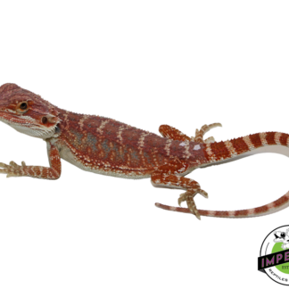 Hypo Blue Bar High Red Tiger Bearded Dragon Baby