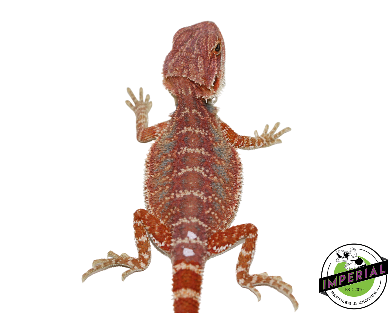 Hypo Blue Bar High Red Tiger Bearded Dragon Baby - Image 2