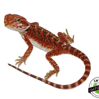 "Scarlet" Red Bearded Dragon Female (#111424-11)
