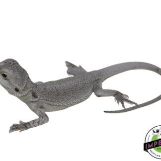 "Snow White" Hypo Zero Bearded Dragon Female (#111424-02)