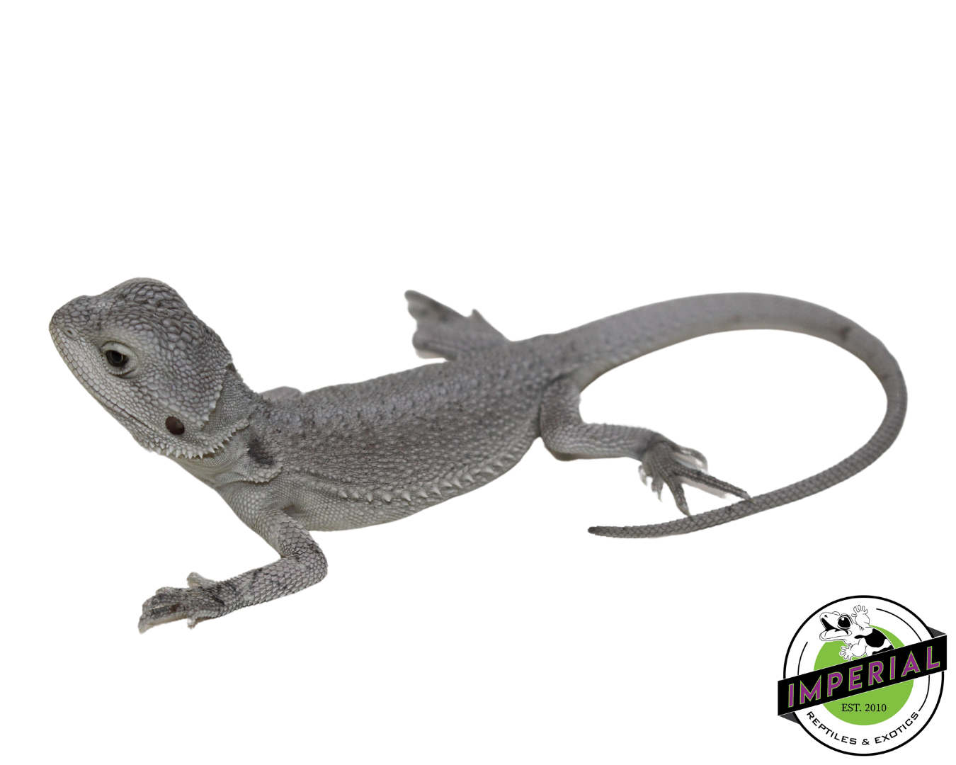 "Snow White" Hypo Zero Bearded Dragon Female (#111424-02)