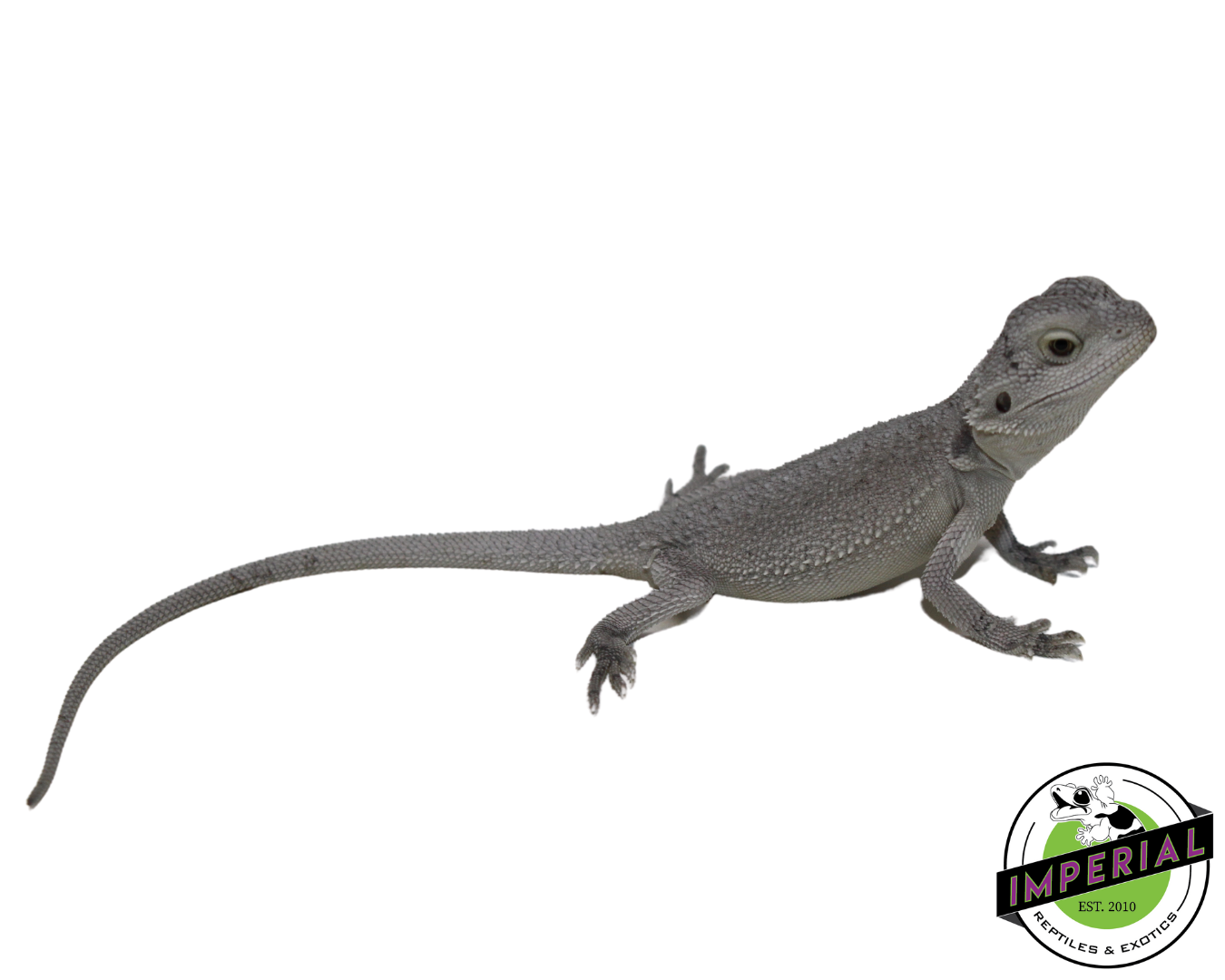 "Snow White" Hypo Zero Bearded Dragon Female (#111424-02) - Image 2