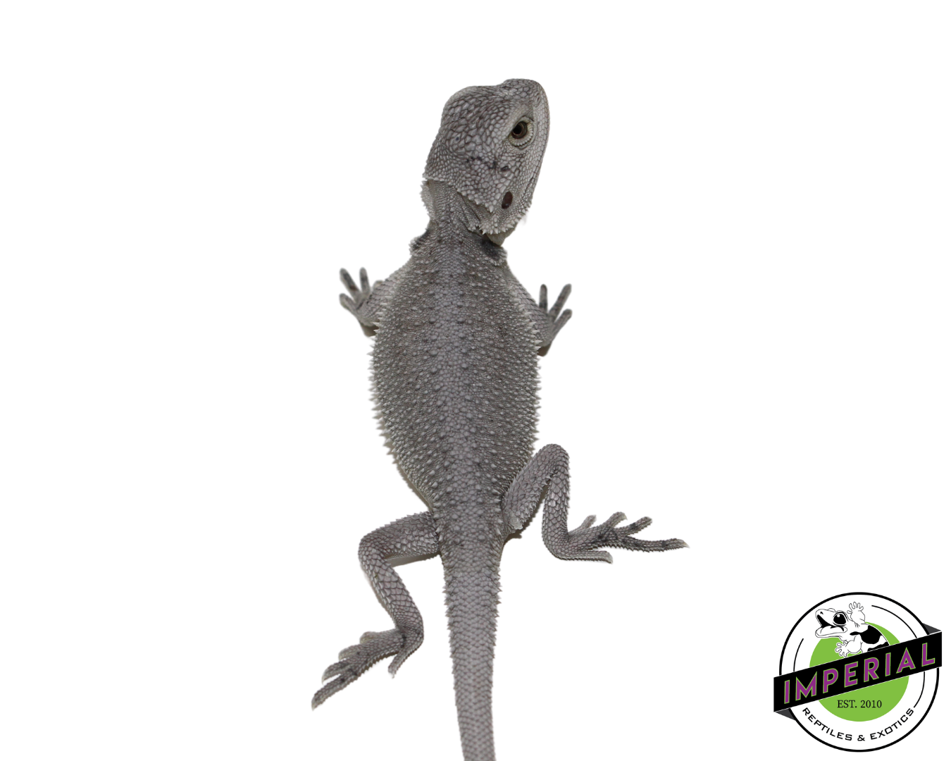 "Snow White" Hypo Zero Bearded Dragon Female (#111424-02) - Image 3