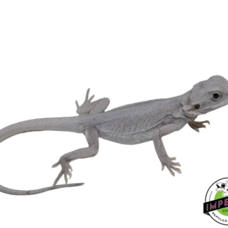 Hypo Leatherback Zero Bearded Dragon Baby