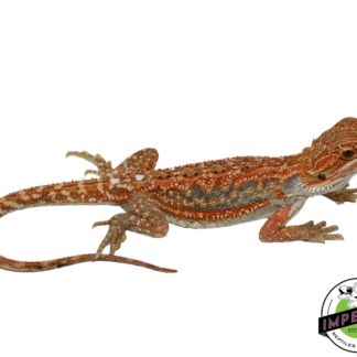 "Tiger Stripe" Hypo Bearded Dragon Female (#111424-12)