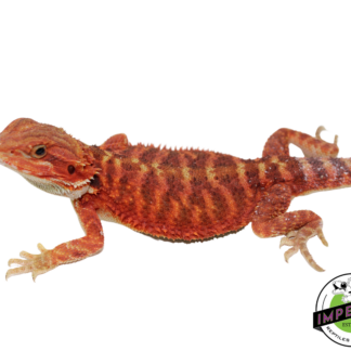 "Weasley" Red Translucent Bearded Dragon Male (#111224-05)