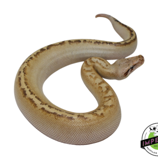 Ivory Blood Python Female #112324-02