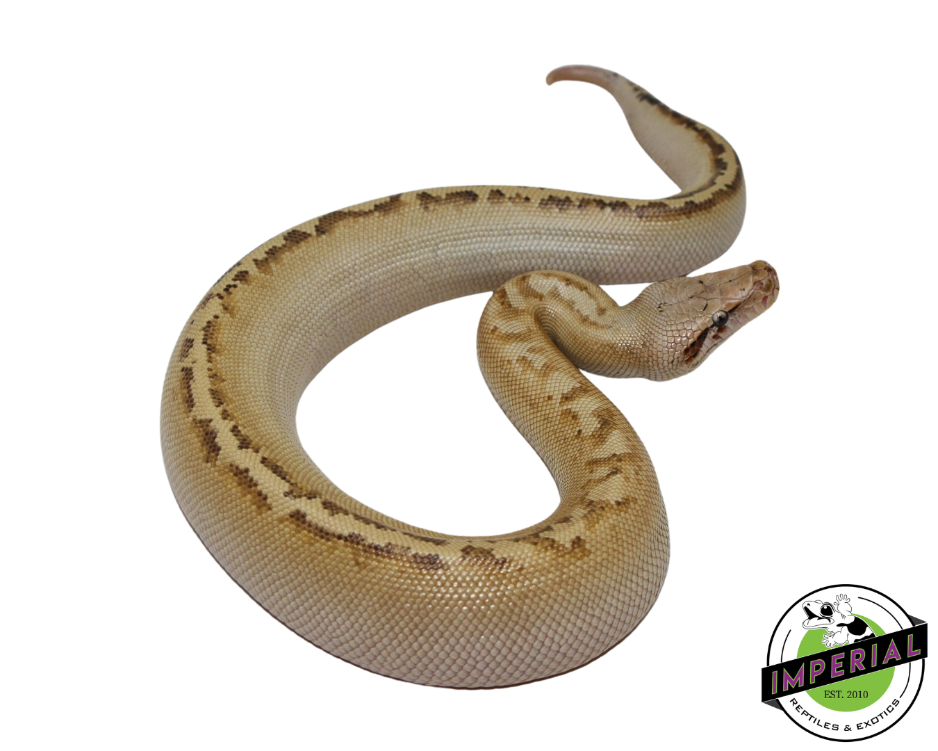 Ivory Blood Python Female #112324-02