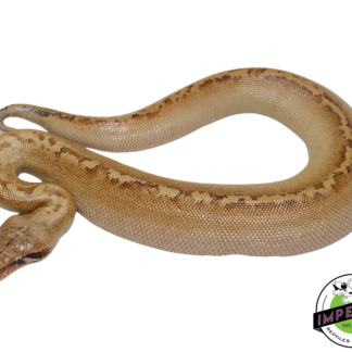 Ivory Blood Python Male #112324-01