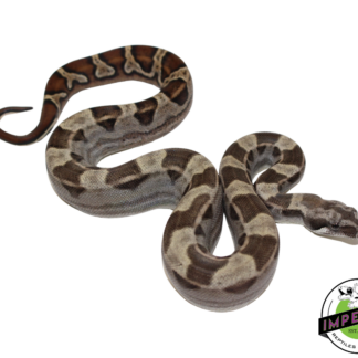 Motley Colombian Boa Male (#112624-01)
