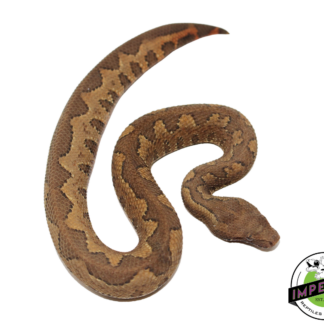 Kofiau Island Viper Boa