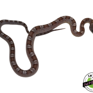 Anery Blood Red Corn Snake Male (#11524-10)