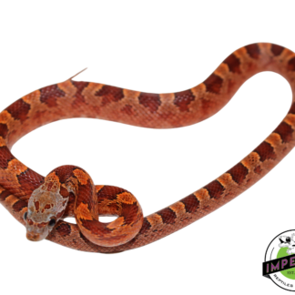 Blood Red Corn Snake Male (#11524-07)