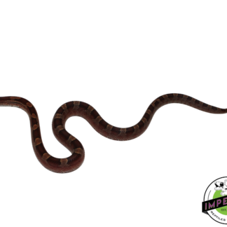 Blood Red Corn Snake Male (#11524-08)