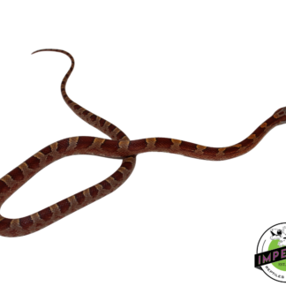 Blood Red Corn Snake Male (#11524-09)