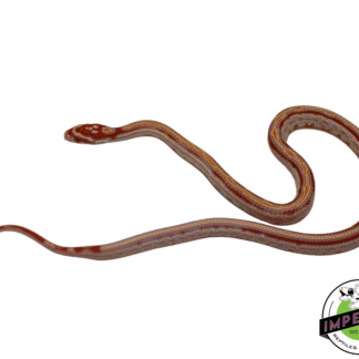 Reverse Okeetee Tessera Corn Snake Female (#11524-13)