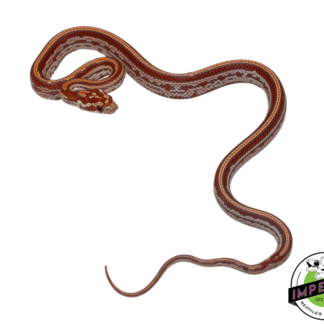 Ultramel Tessera Corn Snake Male (#11524-14)