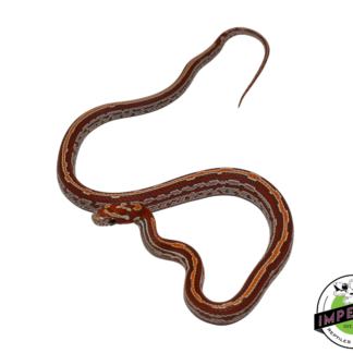 Ultramel Tessera Corn Snake Female (#11524-15)