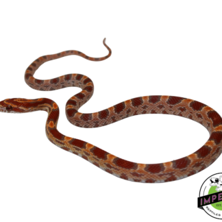 Ultramel Corn Snake Male (#11524-11)