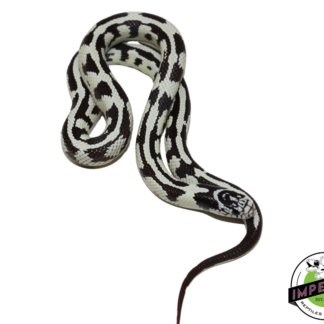 Hi-White Jungle California Kingsnake Female (#11524-01)