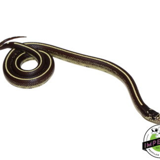 Stripe California Kingsnake Female (#11524-04)