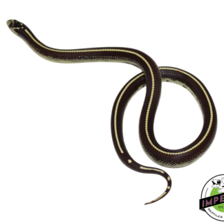 Stripe California Kingsnake Female (#11524-05)