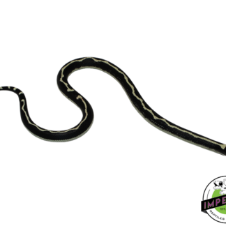 Funky Stripe California Kingsnake Female (#11524-03)