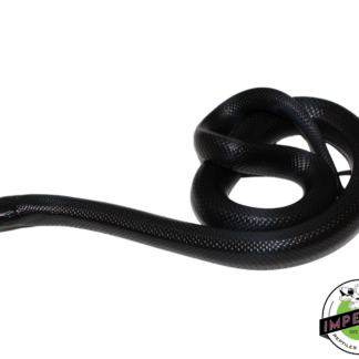 Solid Black Mexican Black Kingsnake Male (#111224-01)