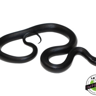Solid Black Mexican Black Kingsnake Female (#111224-02)