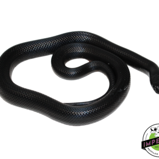 Solid Black Mexican Black Kingsnake Female (#111224-03)