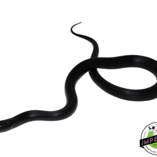 Solid Black Mexican Black Kingsnake Female (#111224-04)