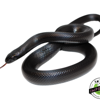 Solid Black Mexican Black Kingsnake Female (#111224-05)