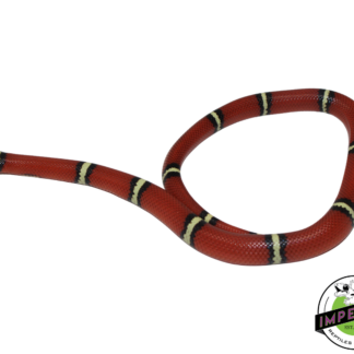 Cosala Locale Sinaloan Milk Snake Male (#11124-06)