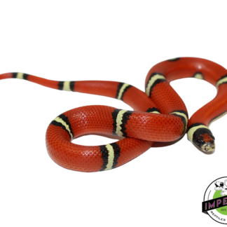 Cosala Locale Sinaloan Milk Snake Female (#11124-07)