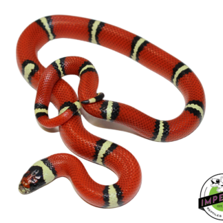 Sinaloan Milksnake (Cosala Locale)