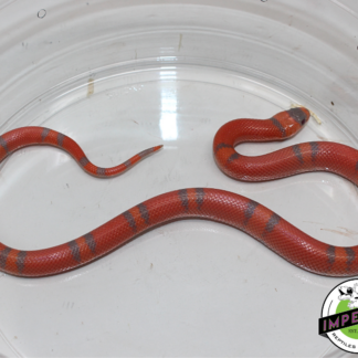 Extreme Hypo Honduran Milk Snake Male (#11524-17)