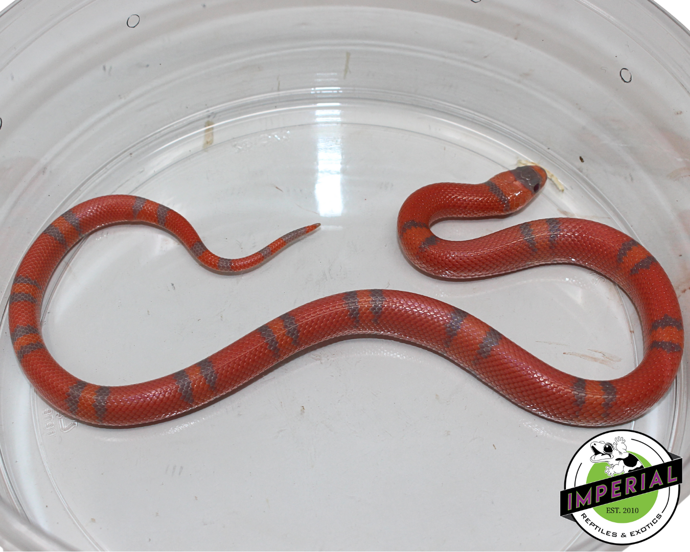 Extreme Hypo Honduran Milk Snake Male (#11524-17)
