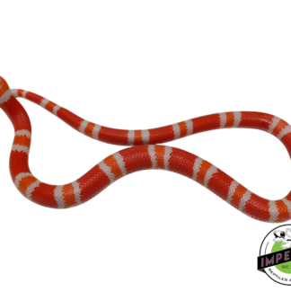 Tangerine Albino Honduran Milk Snake Baby
