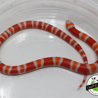 Tangerine Albino Honduran Milk Snake Male (#11524-20)
