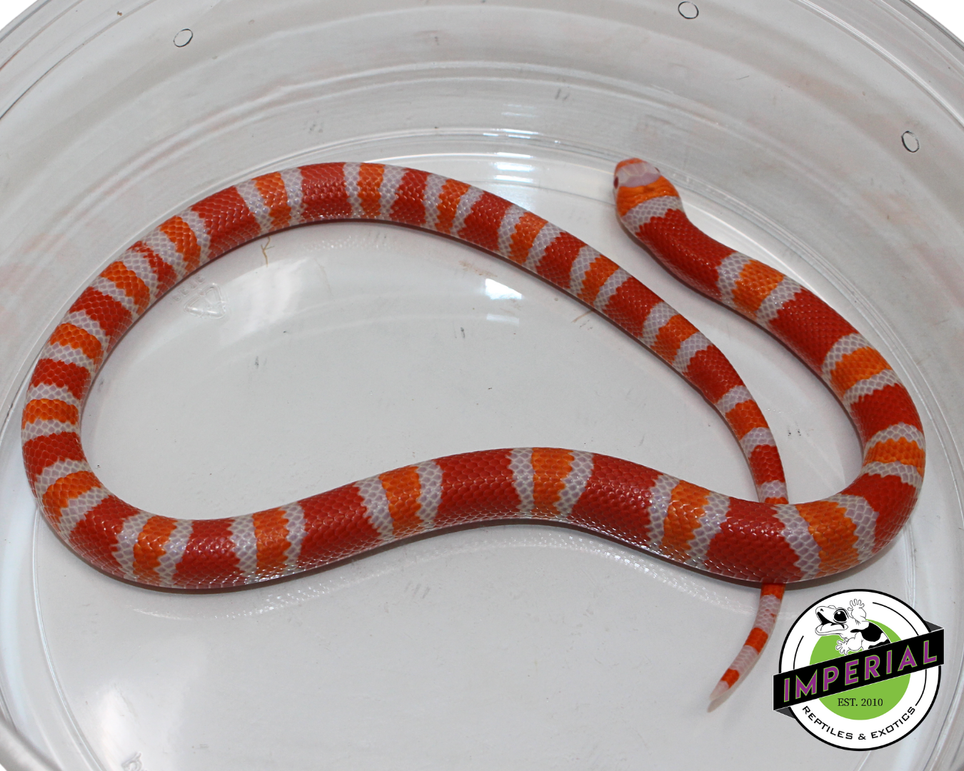 Tangerine Albino Honduran Milk Snake Male (#11524-20)