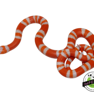 Tangerine Albino Honduran Milk Snake Male (#11524-21)