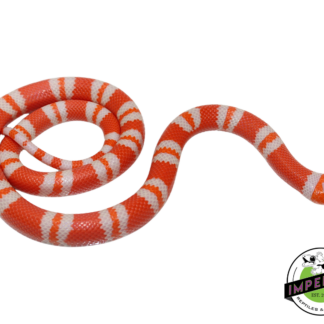 Tangerine Albino Honduran Milk Snake Male (#11524-22)