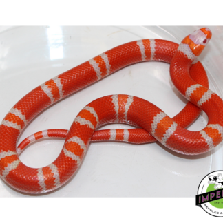 Tangerine Albino Honduran Milk Snake Male (#11524-23)