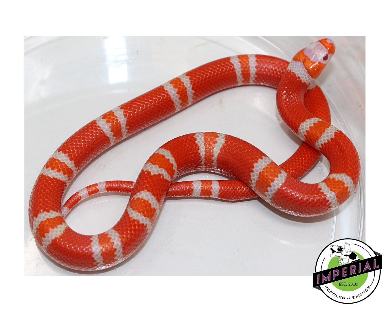 Tangerine Albino Honduran Milk Snake Male (#11524-23)