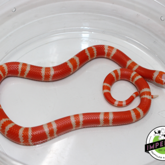 Tangerine Albino Honduran Milk Snake Female (#11524-24)